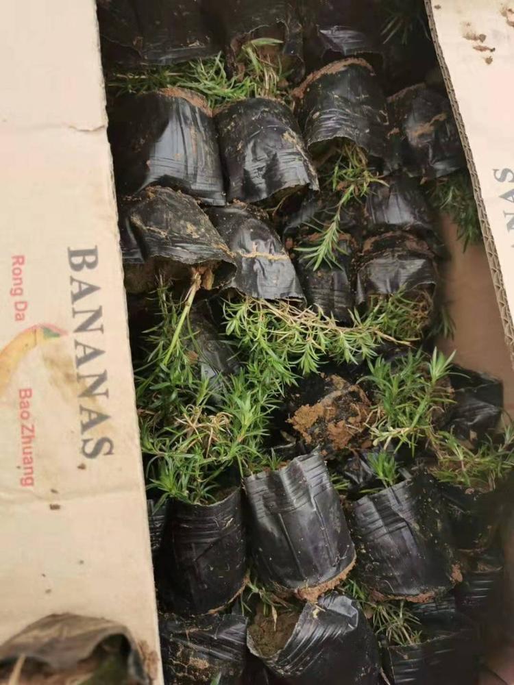 大量供应丛生福禄考丛生福禄考报价丛生福禄考品质保障