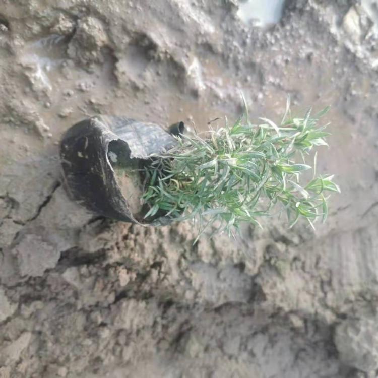 质量好的芝樱小苗芝樱小苗种植基地芝樱小苗价格优惠