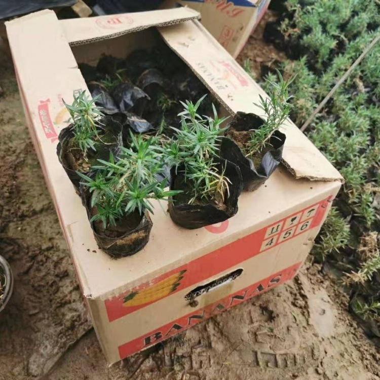 质量好的芝樱小苗芝樱小苗基地芝樱小苗基地直销