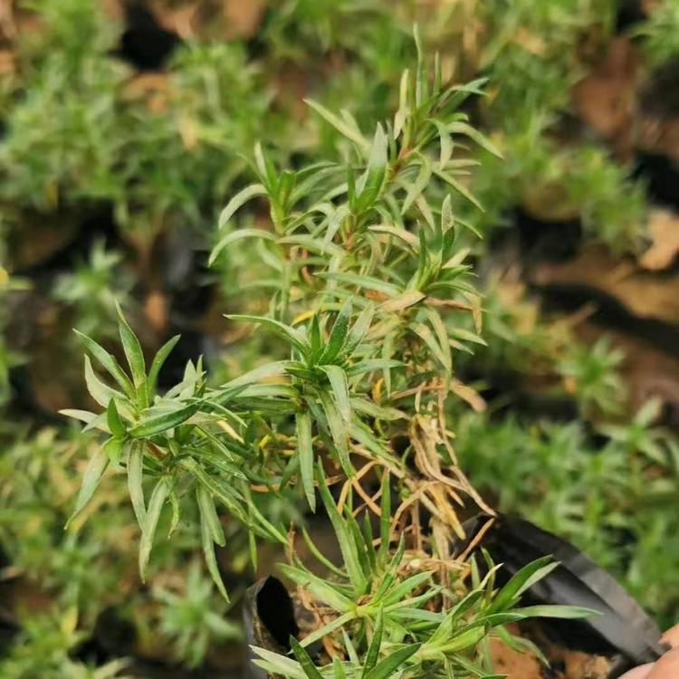 大量供应福禄考小苗福禄考小苗报价福禄考小苗质量从优