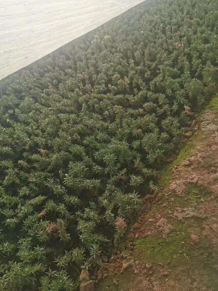大量供应芝樱小苗芝樱小苗种植基地芝樱小苗质量从优