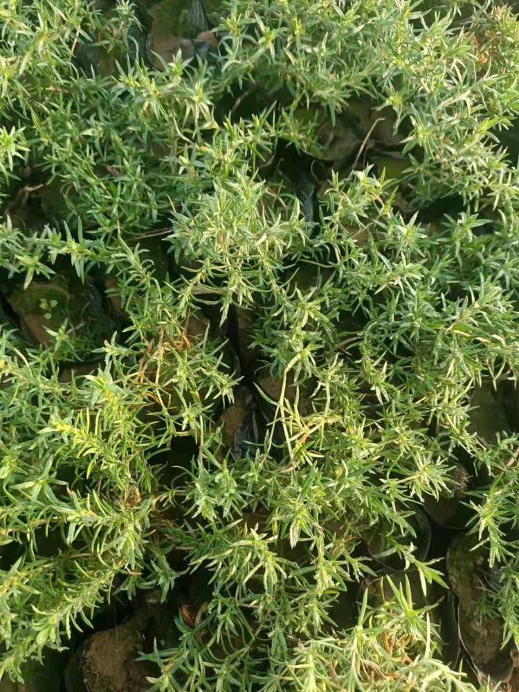 青州丛生福禄考丛生福禄考报价丛生福禄考质量从优