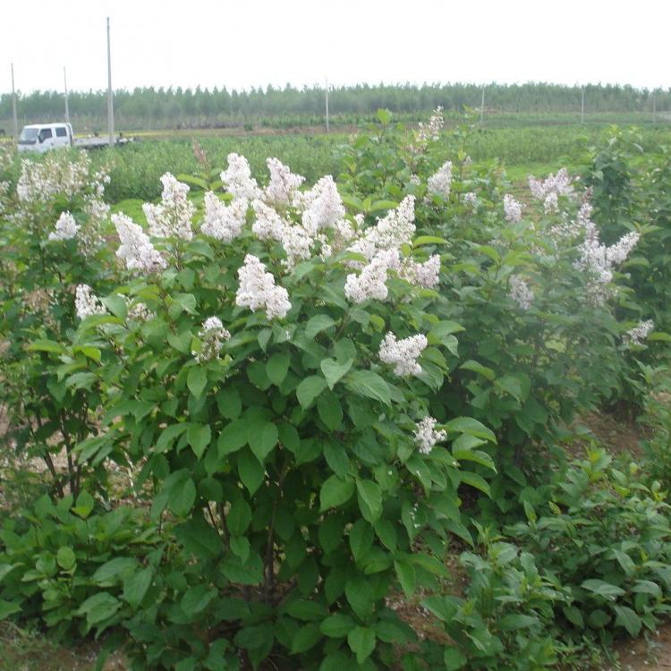 基地直销暴马丁香苗  高质量暴马丁香小苗热卖