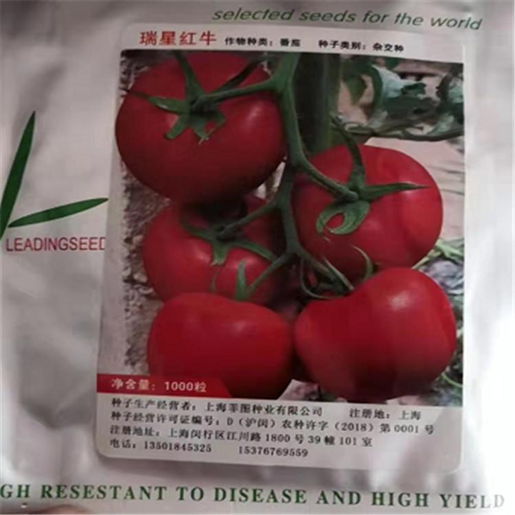 西红柿种苗   齐大力西红柿种苗   抗病毒西红柿种苗   番茄种苗