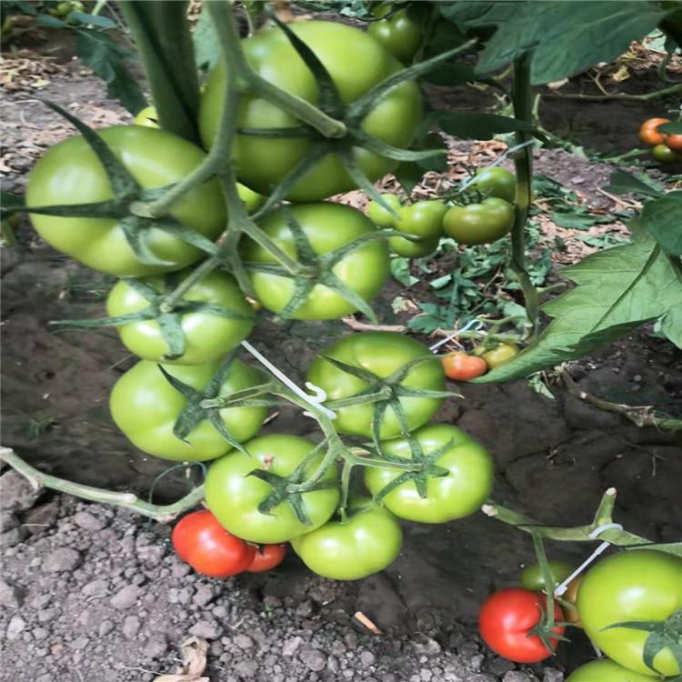 西红柿苗  温室种植西红柿苗  大果西红柿苗