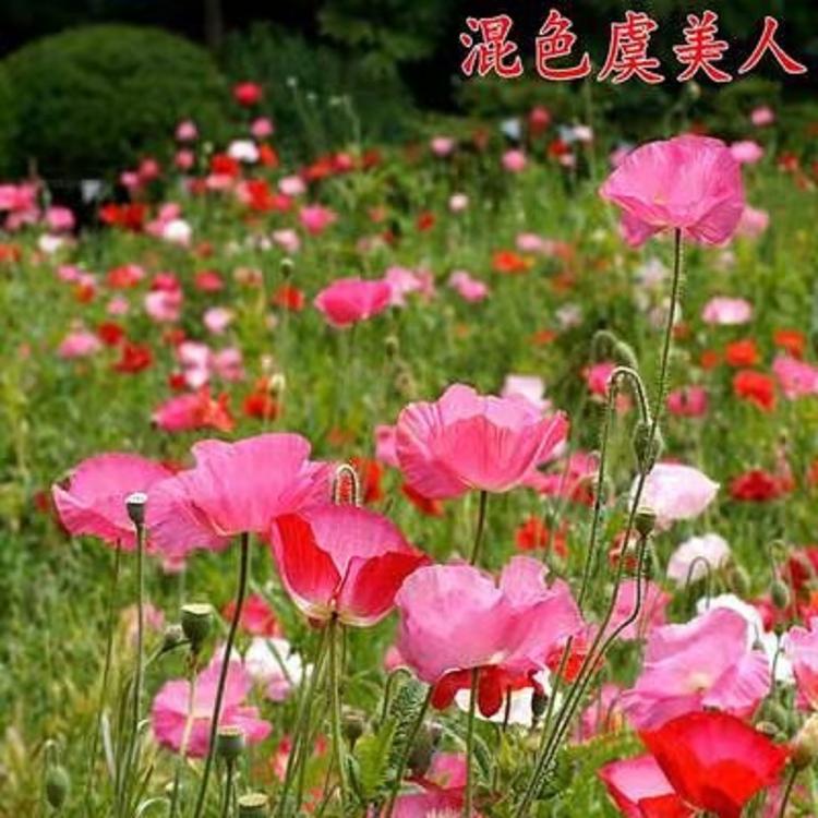 园林绿化虞美人价格  虞美人花海  虞美人价格