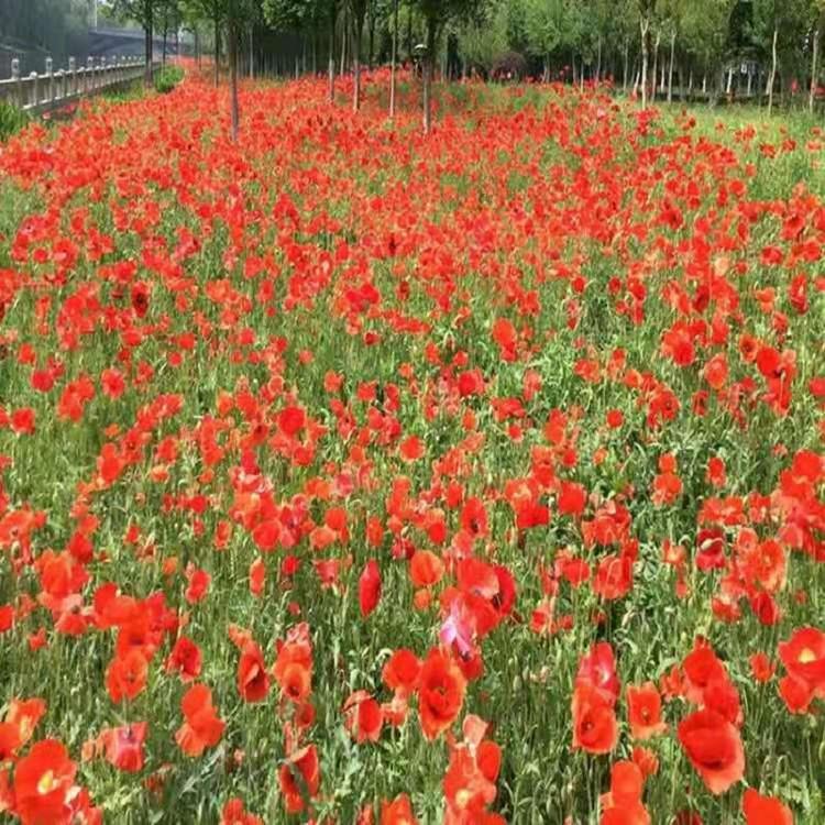 工程用苗虞美人价格  虞美人  虞美人批发
