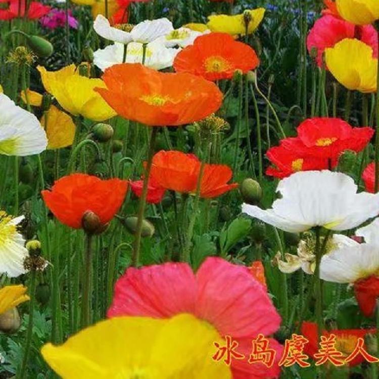 营养钵虞美人价格  虞美人  虞美人花带改造