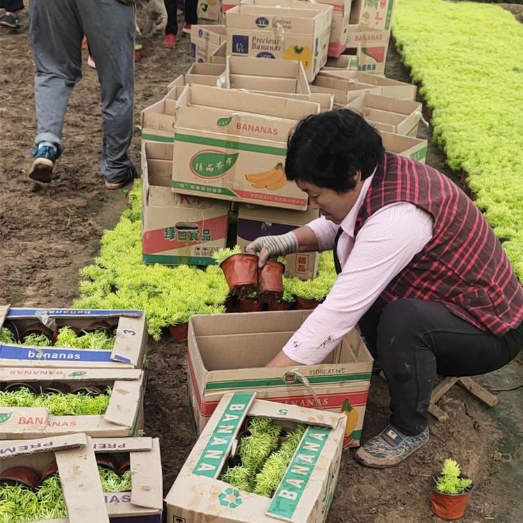 批发黄金佛甲草  禹阳供应佛甲草价格 基地种植