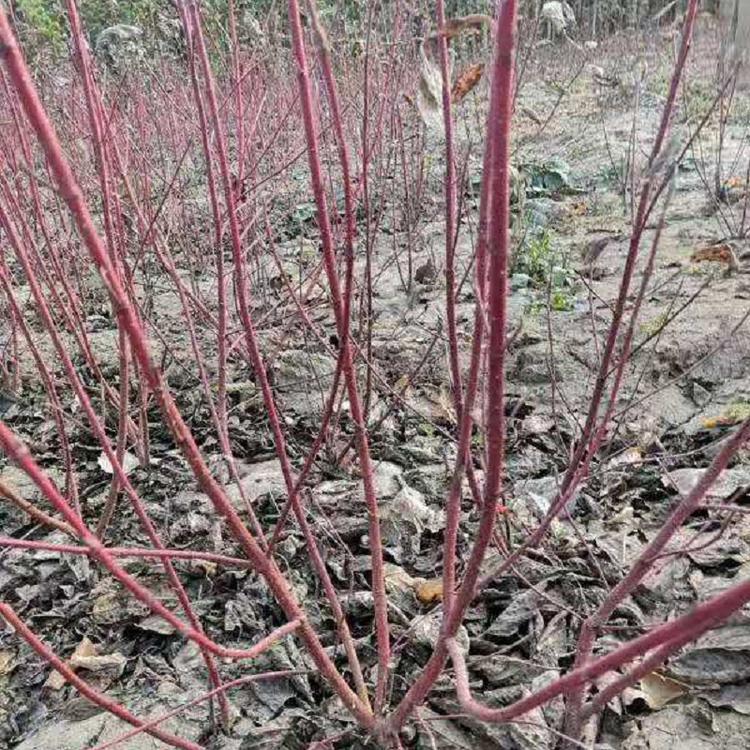 批发商供应红瑞木  红瑞木价格  红瑞木基地出售