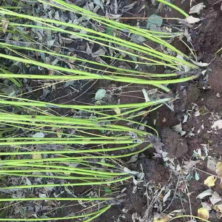 红瑞木价格  红瑞木批发  凉子木基地出售
