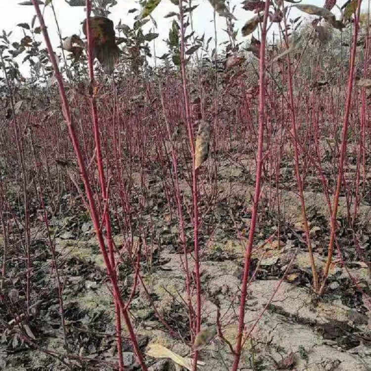 红瑞木批发  园林绿化用红瑞木  工程用红瑞木价格  红瑞木