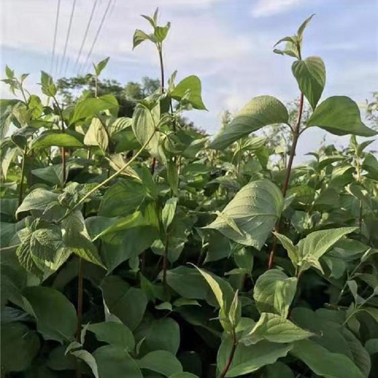 红瑞木价格  绿化用红瑞木批发  红瑞木庭院栽种