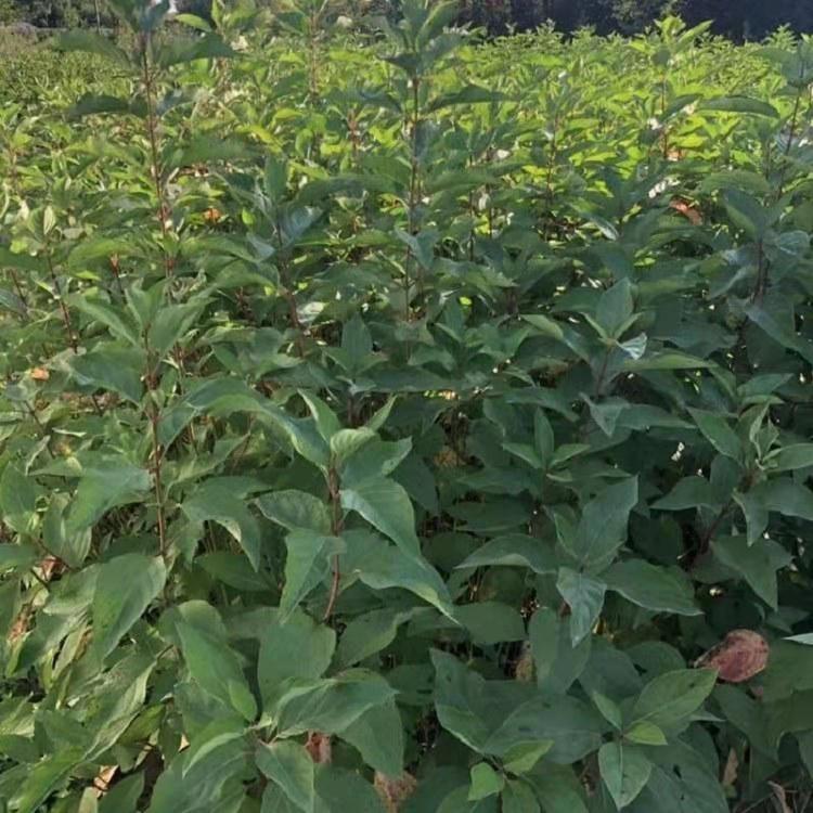 供应红瑞木价格  庭院观赏红瑞木批发  江苏红瑞木