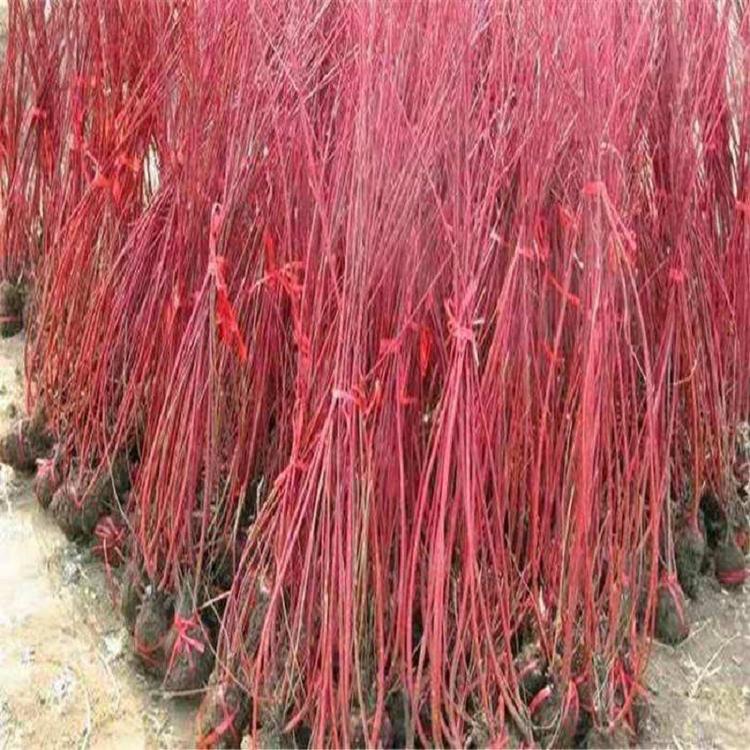 红瑞木基地出售  庭院观赏红瑞木批发  红瑞木价格