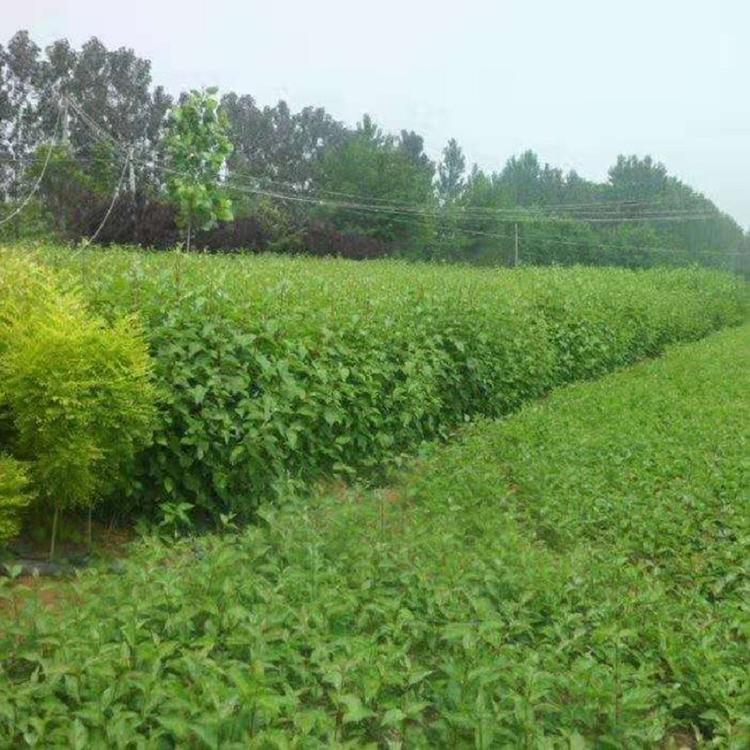 供应多分枝红瑞木  红瑞木批发  红瑞木价格