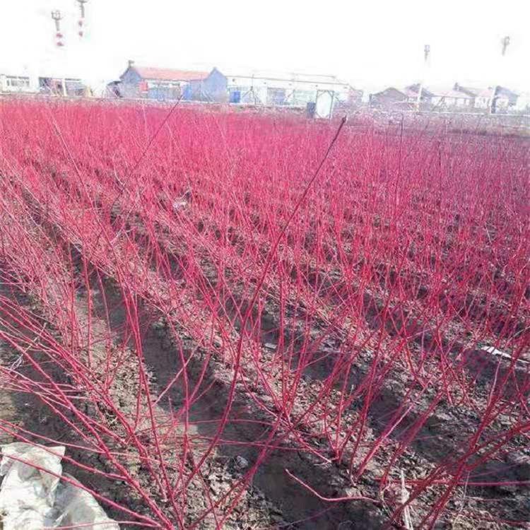 供应多分枝红瑞木  红瑞木批发  红瑞木小苗
