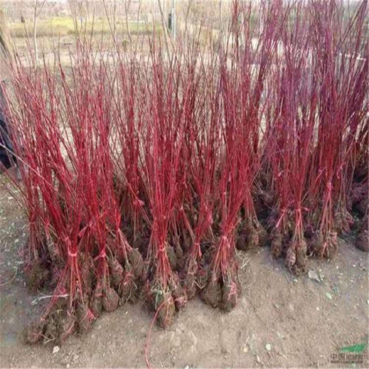 红瑞木多分枝  红瑞木批发  青州红瑞木小苗   顺和苗木