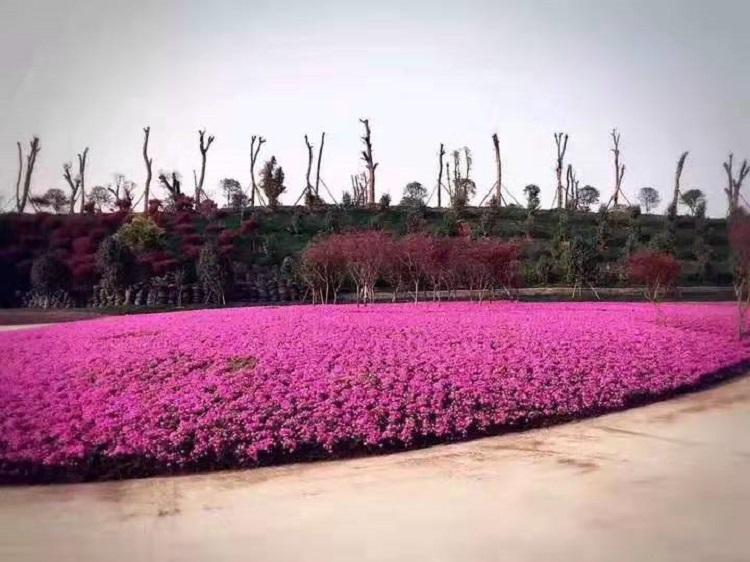 山东芝樱 上盆芝樱价格 芝樱苗 芝樱报价