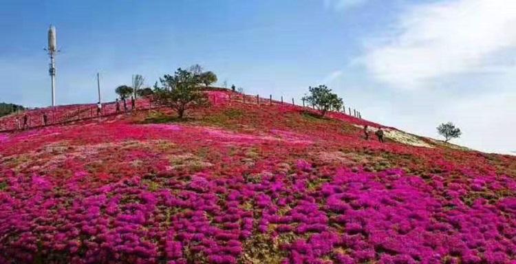 上盆芝樱价格 红色芝樱种植基地 盆栽芝樱