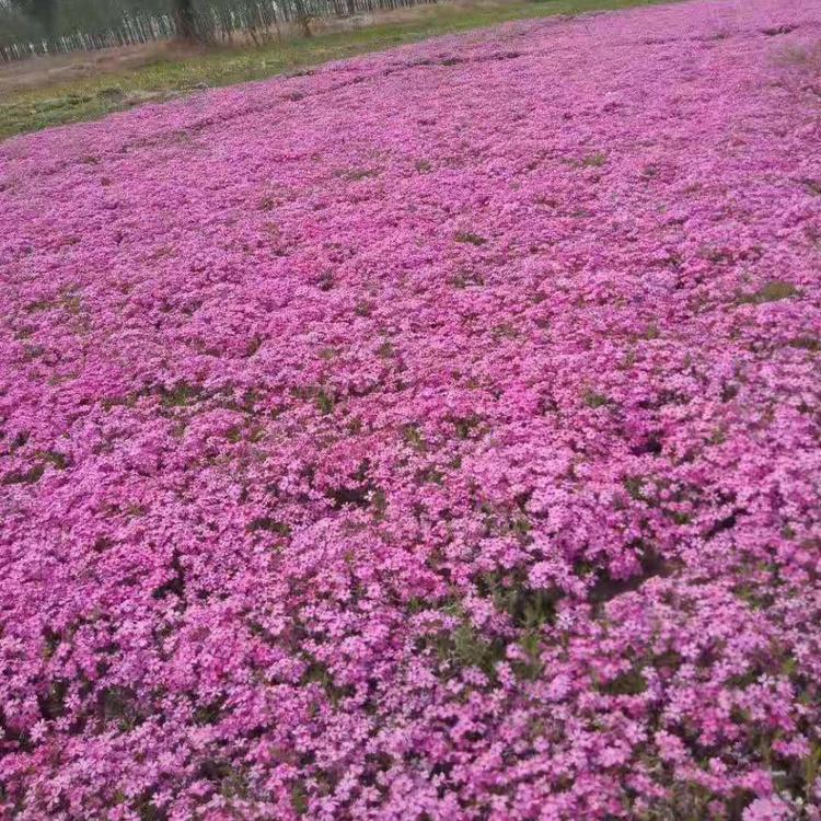 芝樱价格 青州芝樱便宜 盆栽芝樱 钰艺花卉基地直销