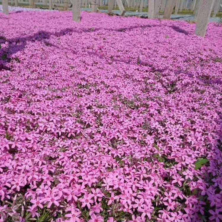 上盆芝樱价格 丛生福禄考 盆栽芝樱 低价格出售