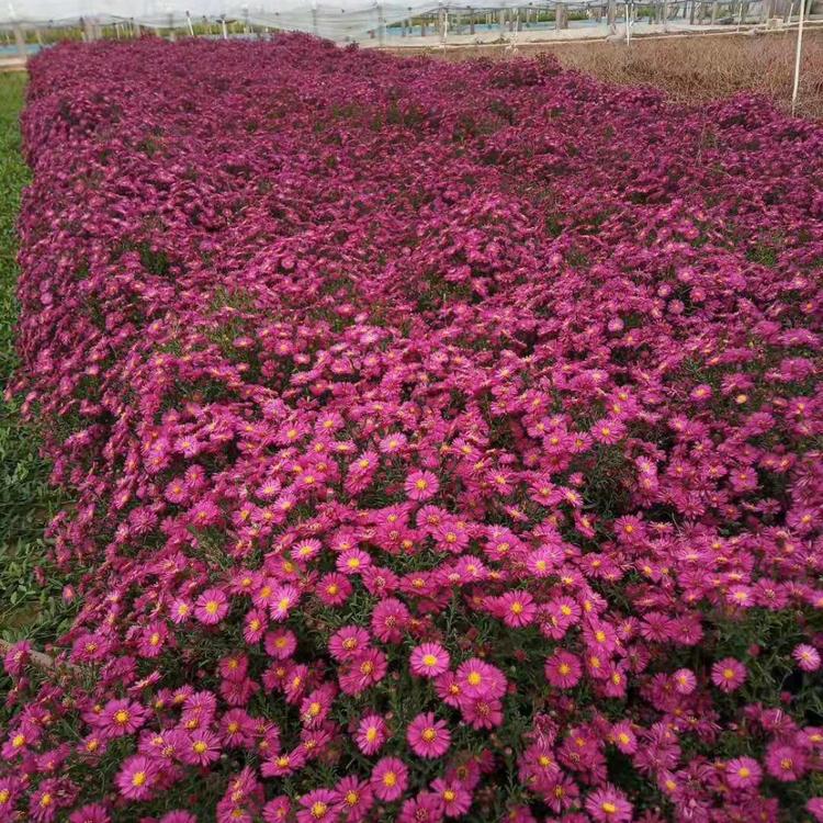花海用芝樱苗 芝樱苗 盆栽芝樱