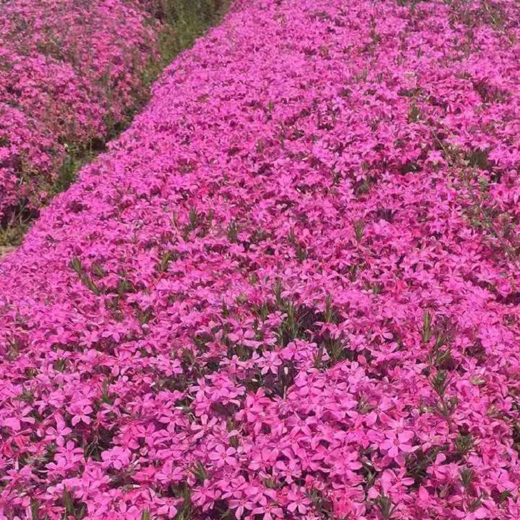 芝樱价格 芝樱苗 芝樱种植基地