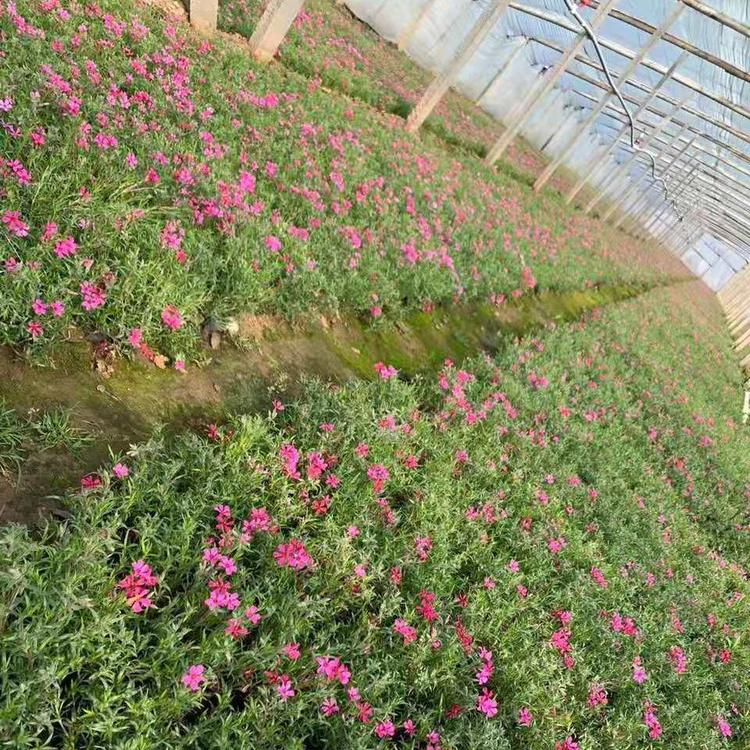 上盆芝樱价格 钰艺芝樱便宜 盆栽芝樱
