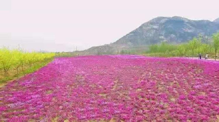 花海用芝樱苗 红色芝樱种植基地 芝樱报价