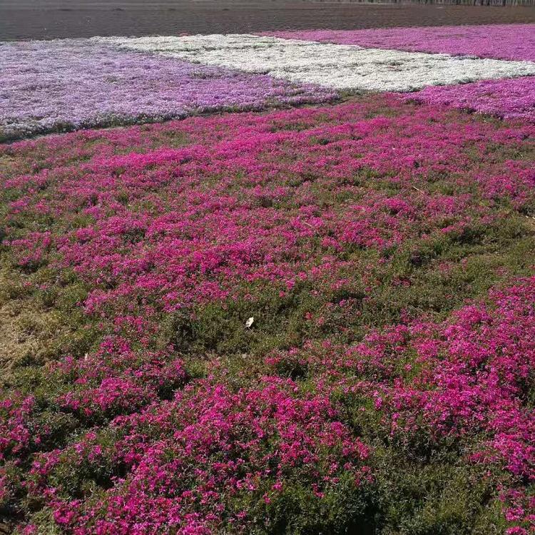 白色芝樱价格 芝樱小苗 花海专用盆栽芝樱