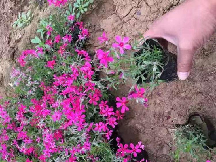 花海用芝樱苗 紫色芝樱种植基地 芝樱报价