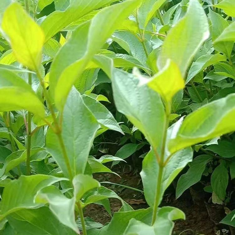 红瑞木批发  质量好工程苗  大型红瑞木种植基地