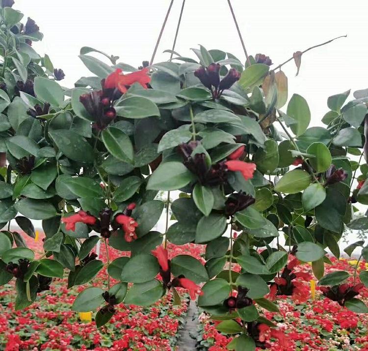 口红吊兰批发价格 口红花种植基地 松青口红吊兰
