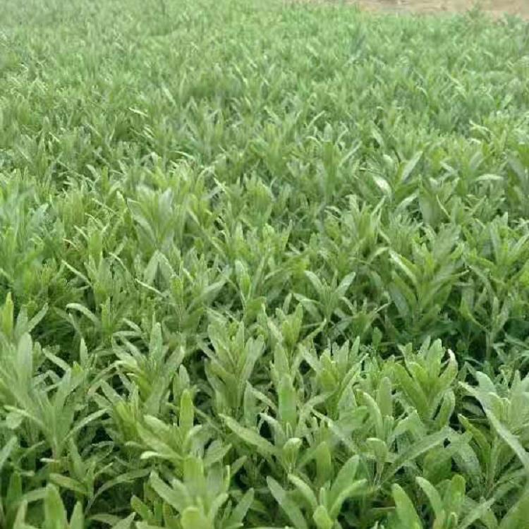 薰衣草种植基地 薰衣草批发价格 大量供应薰衣草