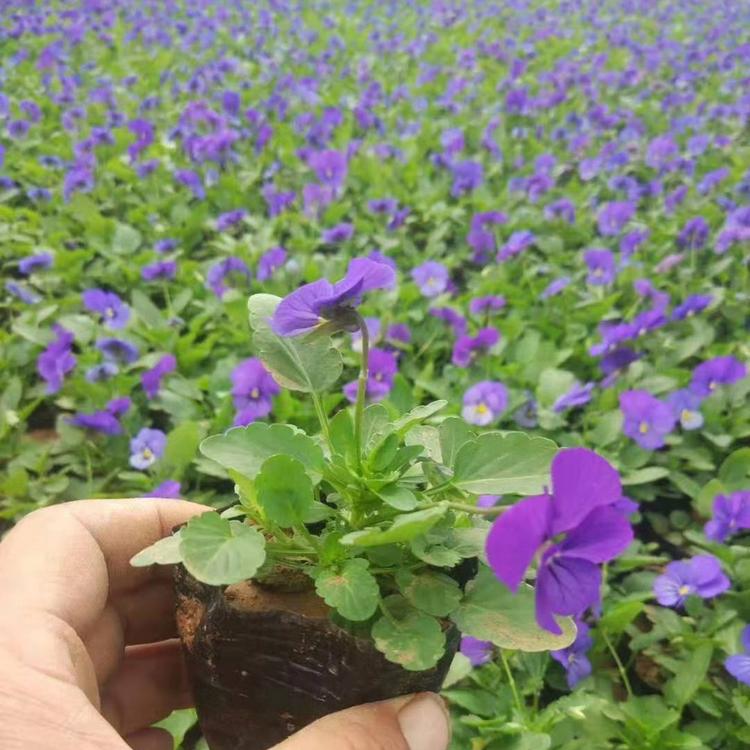 三色堇基地直销 大量批发三色堇 批发三色堇 三色堇小苗