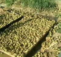 专业生态养殖青蛙 低投入高产值 四川华宗商贸有限公司常年供应黑斑蛙种苗