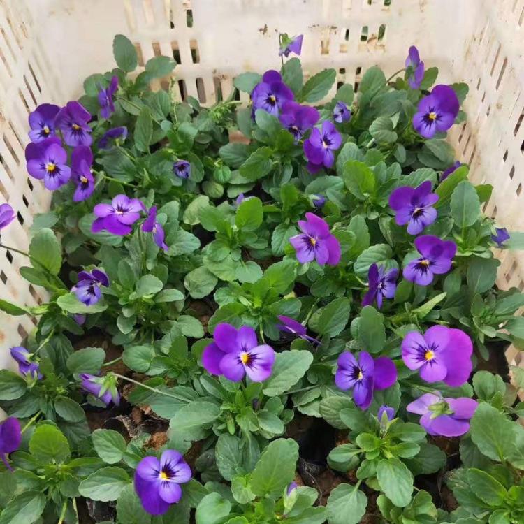 三色堇批发价格 大量批发三色堇 三色堇小苗