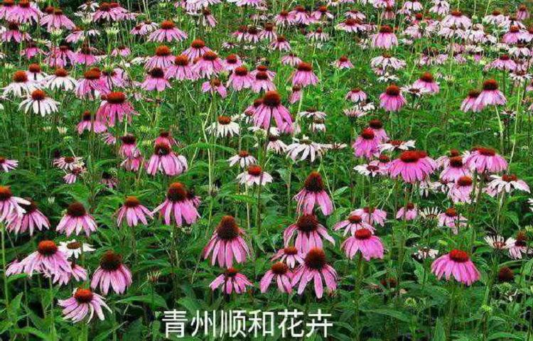 批发松果菊   松果菊花苗价格   护坡绿化用松果菊