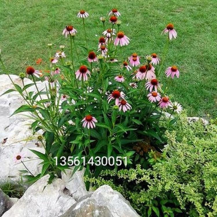 常年批发供应松果菊   松果菊种子价格   绿化用松果菊