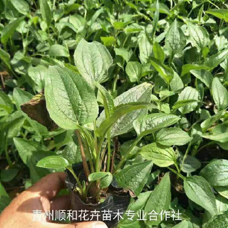 供应商松果菊   松果菊种子价格  松果菊花海