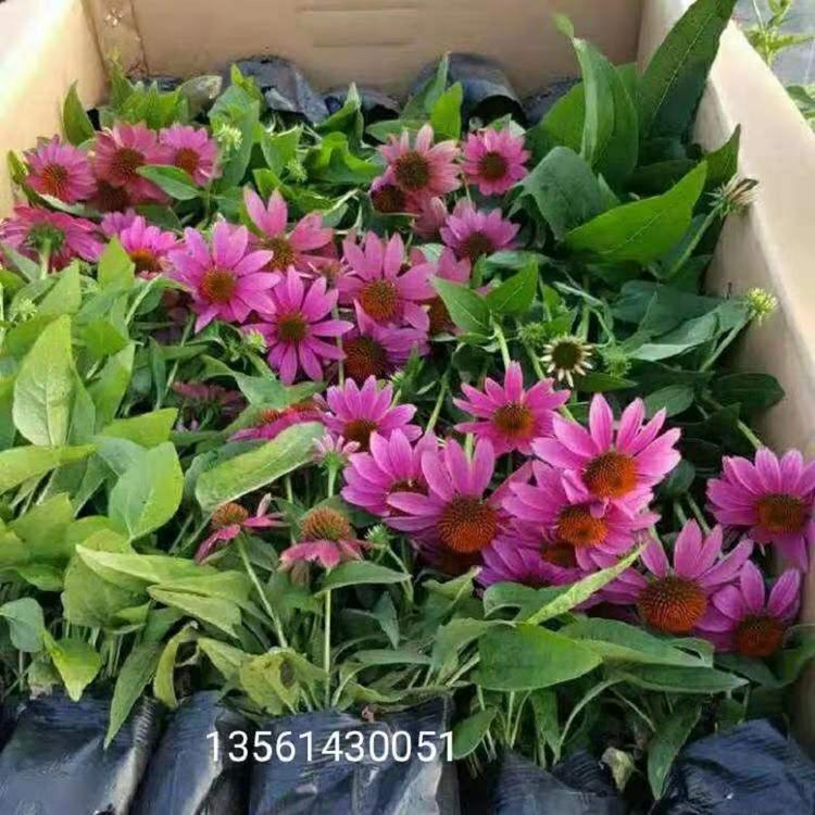 园林绿化用松果菊   批发松果菊种子  营养钵松果菊