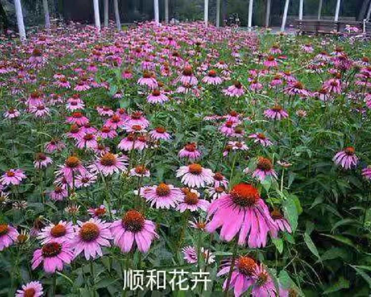 公园绿化用松果菊   批发松果菊种子  营养钵松果菊