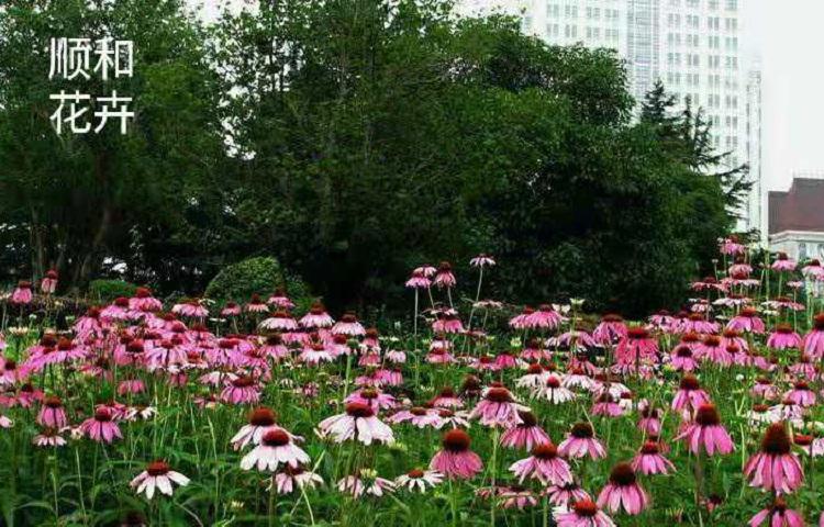 松果菊基地   松果菊种子  营养钵松果菊价格  松果菊花海