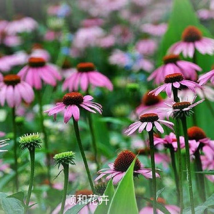 松果菊 松果菊   松果菊种子  家庭庭院用紫松果菊价格