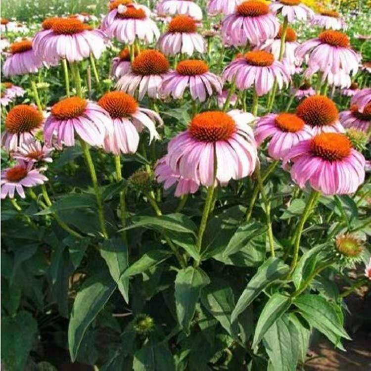 批发松果菊  露天多芽松果菊  松果菊种子