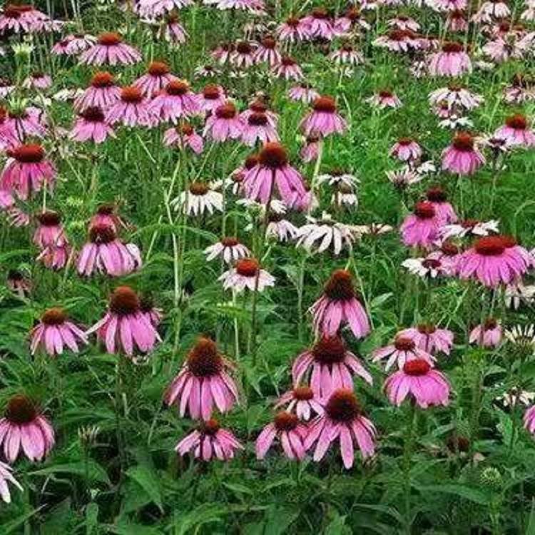 松果菊价格  露天多芽松果菊  松果菊种子