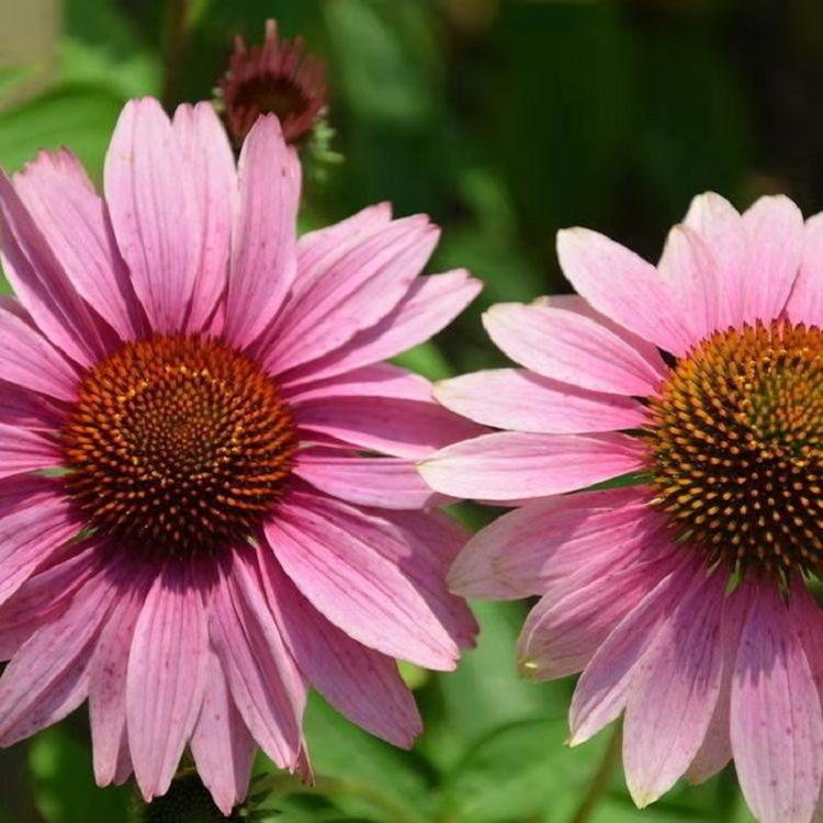 苗木基地直销松果菊  松果菊价格  松果菊种子 松果菊批发