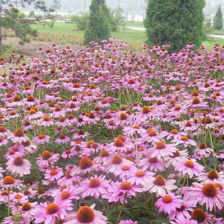 基地批发松果菊  松果菊价格  松果菊种子 松果菊盆栽