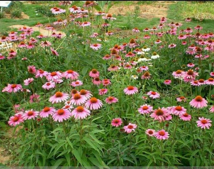 宿根花卉松果菊  松果菊价格  紫锥花  绿植盆栽批发  批发松果菊